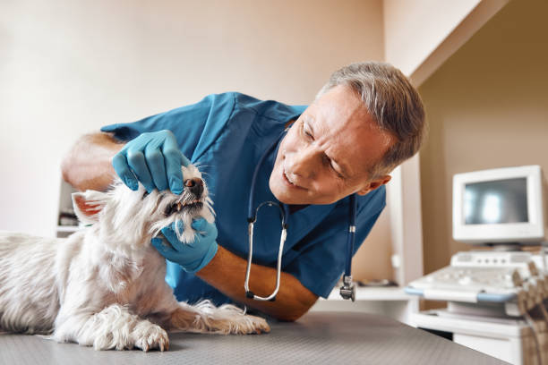 Best Emergency Dental Care for Abscessed Tooth in Port Byron, NY
